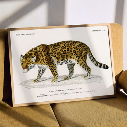 Jaguar Panthera Onca vintage illustration with detailed spots by Charles Dessalines D Orbigny natural history artwork, framed and displayed in modern living room decor