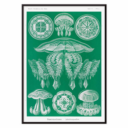 Detailed jellyfish illustrations Discomedusae Scheibenquallen by Ernst Haeckel wall art poster Kunstformen der Natur decor, with black aluminium frame on white background