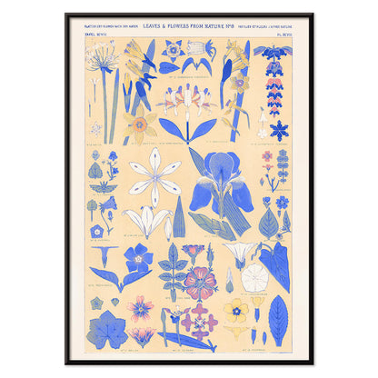 Blue set of leaves and flowers by Owen Jones botanical illustration poster featuring blue and yellow flowers and leaves, with black aluminium frame on white background