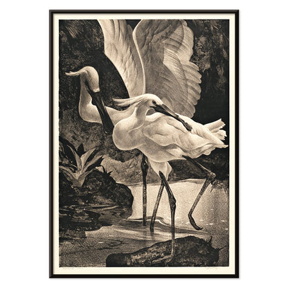 Egrets and spoonbills in natural setting from Lepelaars artwork by Adriaan van Hoff poster, with black aluminium frame on white background
