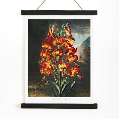 Vibrant illustration and poster of red orange and yellow lilies The Superb Lily by Robert John Thornton botanical artwork in a natural landscape, with wooden magnetic frame on white background