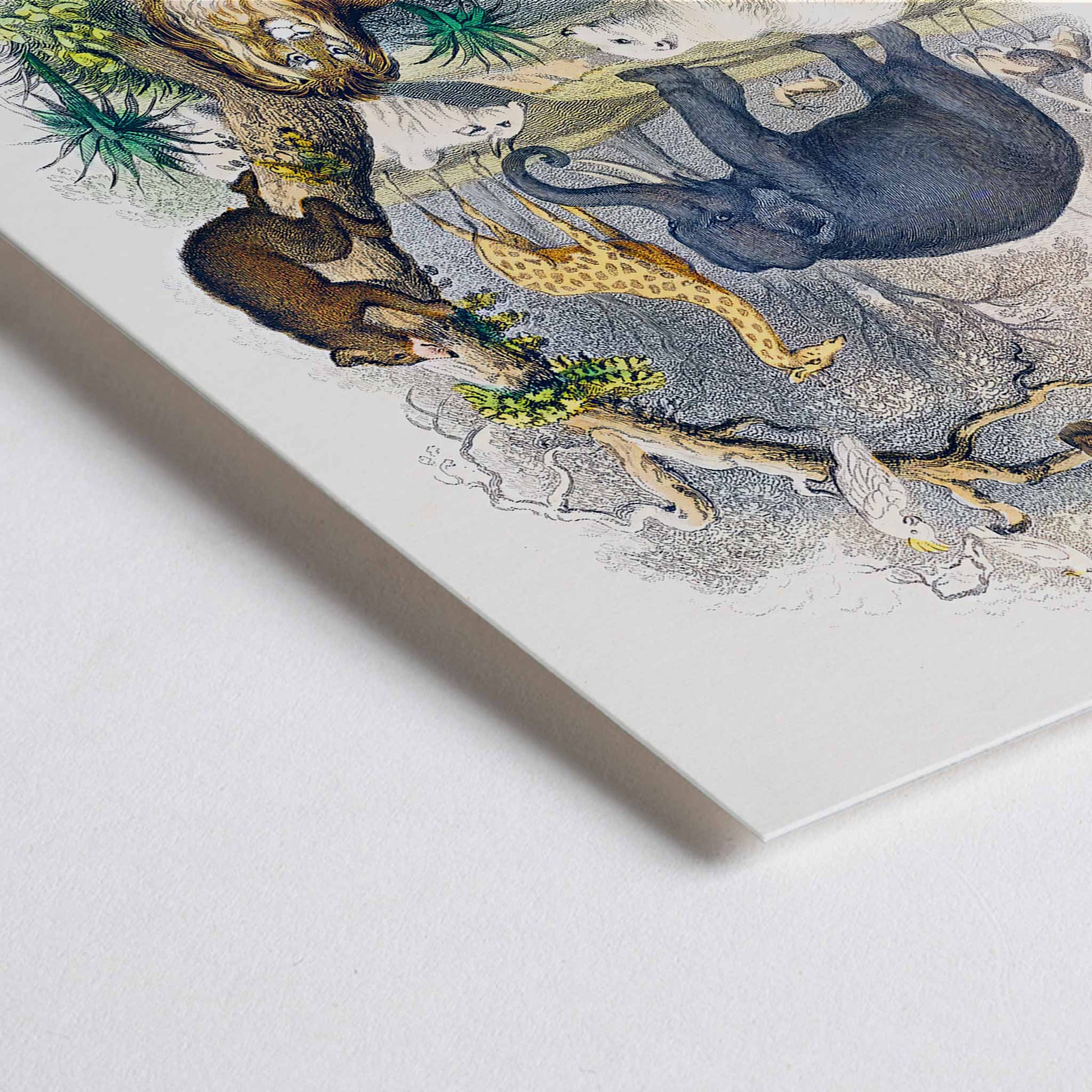 Closeup detail of Wild animals and birds illustrated on the cover of A history of the earth and animated nature by Oliver Goldsmith poster