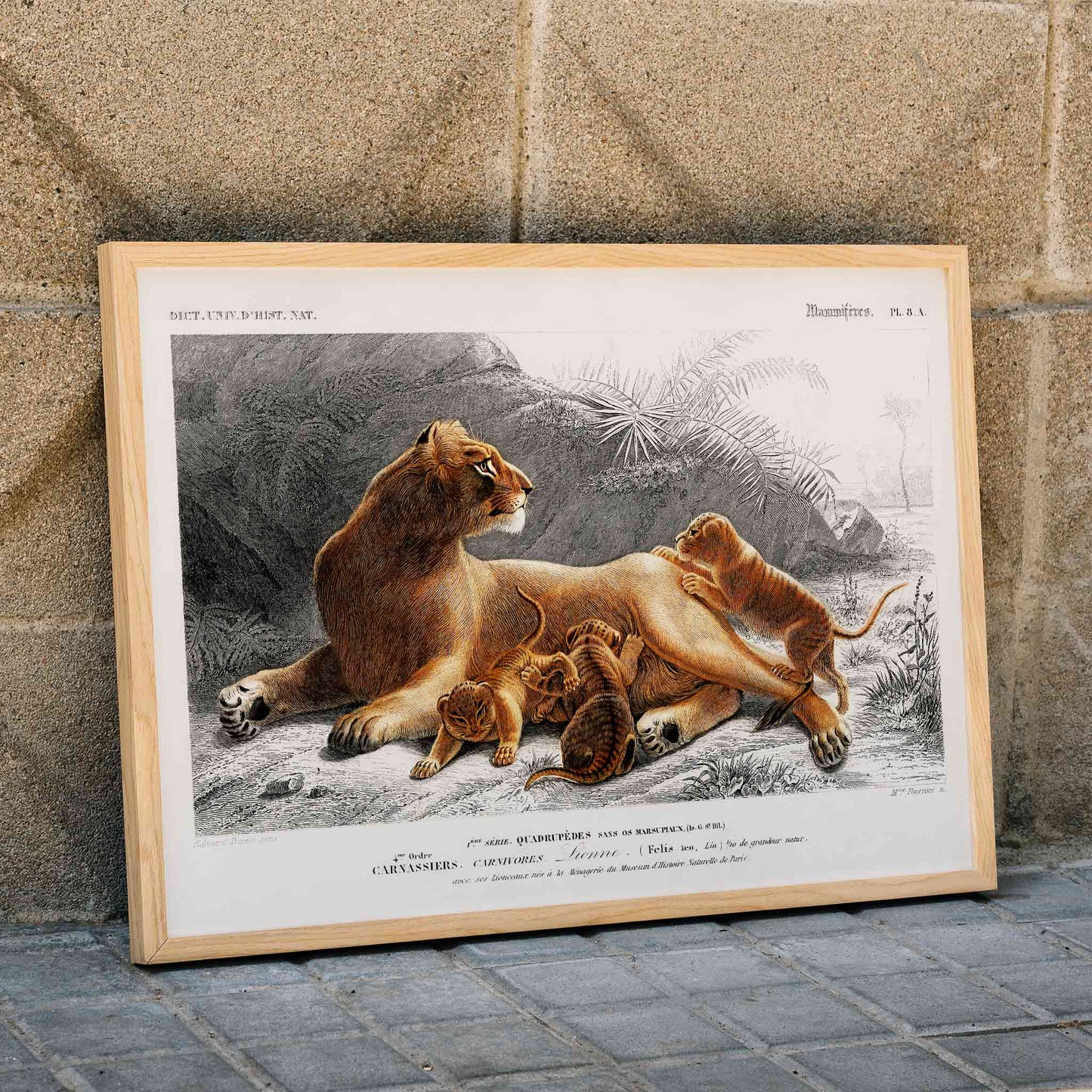 Female lion with cubs in natural landscape illustration by Charles Dessalines D Orbigny wildlife artwork poster, framed and displayed in modern living room decor