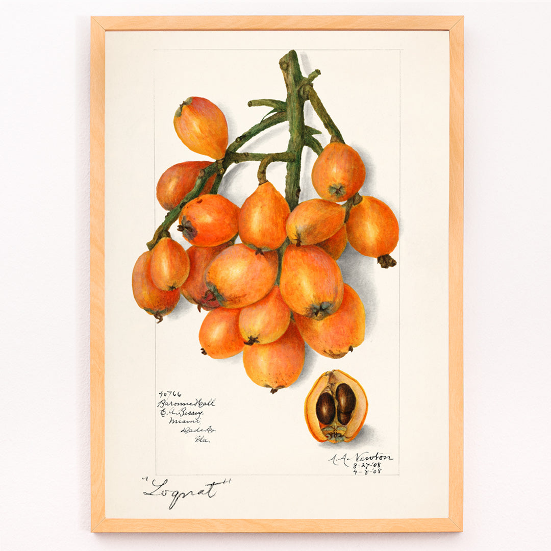 Closeup detail of Botanical illustration and poster of orange loquat fruit cluster with seeds by Amanda Almira Newton titled Loquats Eriobotrya Japonica wall decor