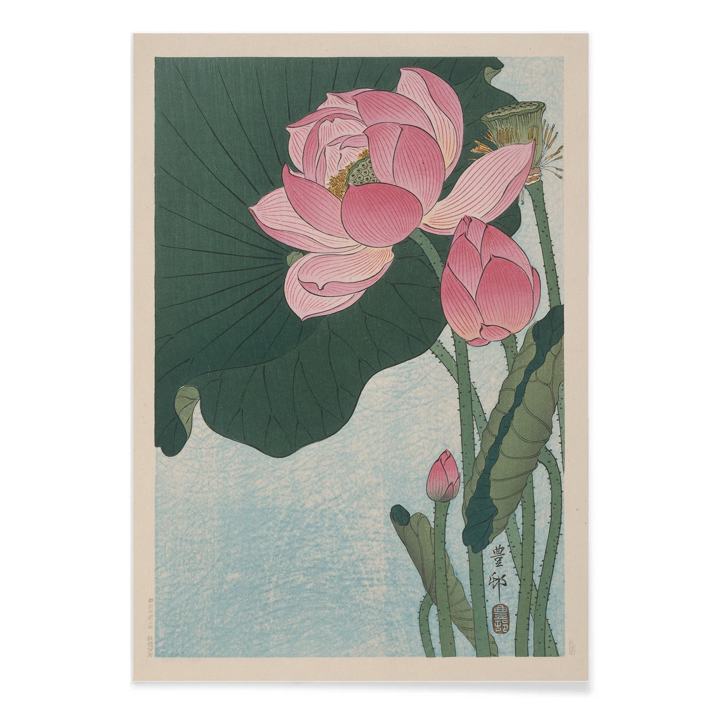 Pink lotus flowers and green leaves in Japanese woodblock print poster by Ohara Koson with light blue background, with black aluminium frame on white background