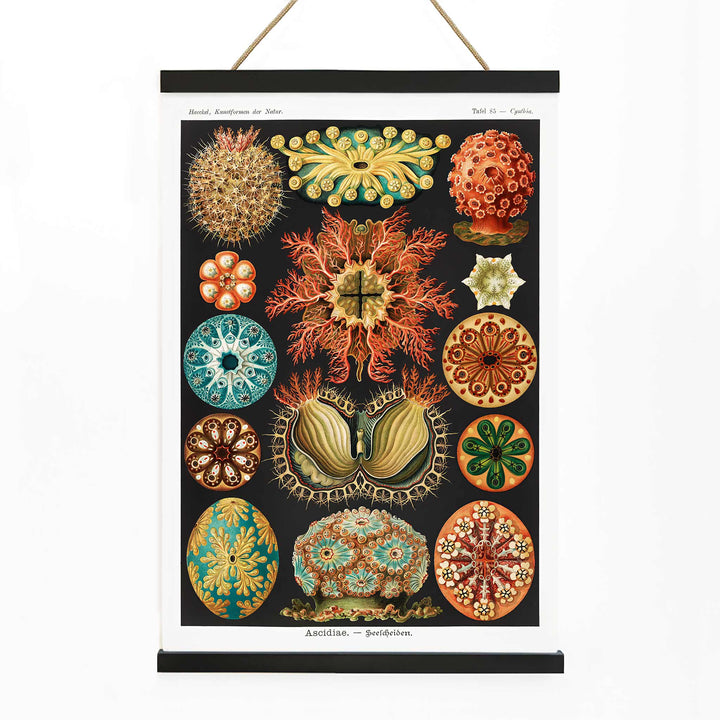 Colorful scientific illustration poster of ascidian sea creatures by Ernst Haeckel from Kunstformen der Natur and Ascidiae Seescheiden perfect for wall decor, with wooden magnetic frame on white background