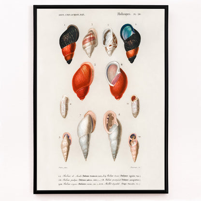 Closeup detail of Colorful mollusk shells poster natural history artwork by Charles Dessalines D Orbigny showing different types of mollusks
