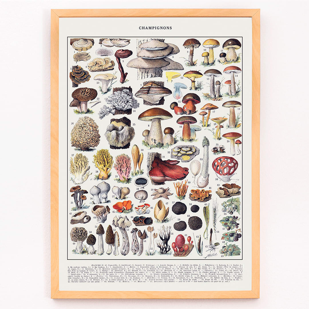 Colorful illustrated poster of various mushroom species by Editions Larousse titled Mushrooms colour plate 1, framed and displayed in modern living room decor