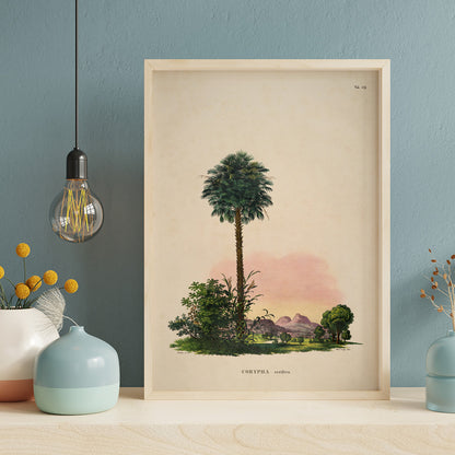 Botanical illustration and poster of Corypha cerifera palm tree by Carl Friedrich Philipp von Martius from Historia Naturalis Palmarum, framed and displayed in home decor