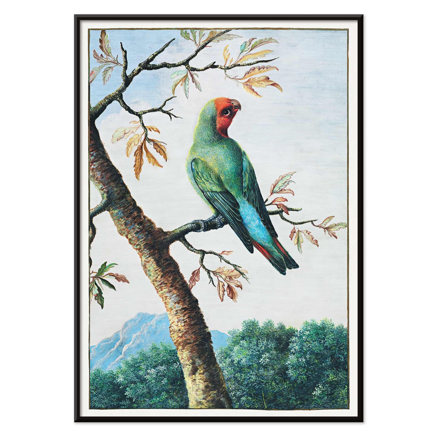 Colorful parrot on a tree branch with mountain landscape Bird Study painting by George Edwards poster artwork, with black aluminium frame on white background