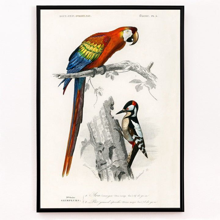 Closeup detail of Colorful parrot and woodpecker perched on branches illustrated by Charles Dessalines D Orbigny poster of different types of colorful birds