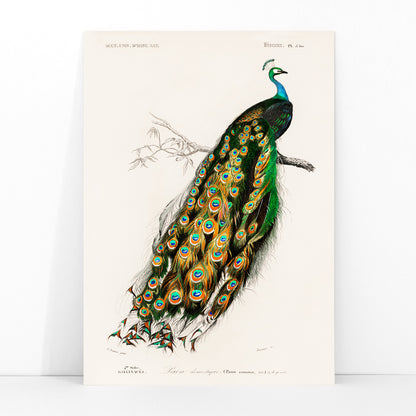 Indian peafowl Pavo Cristatus with vibrant feathers perched on a branch illustrated by Charles Dessalines D Orbigny artwork poster, framed and displayed in modern living room decor