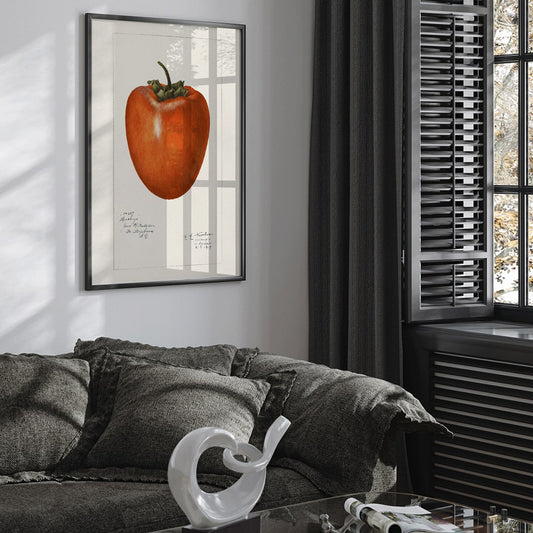 Vintage persimmon illustration by Amanda Almira Newton detailed botanical drawing and poster with botanical art style on white background, framed and displayed in home decor