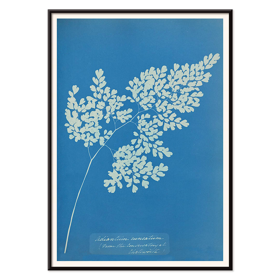Anna Atkins cyanotype artwork of Adiantum cuneatum fern botanical blueprint poster on blue background, with black aluminium frame on white background