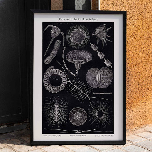 Detailed scientific illustration poster of marine floating algae plankton from Plankton I Marine Floating Algae by Institute of Liepzig, framed and displayed in home decor