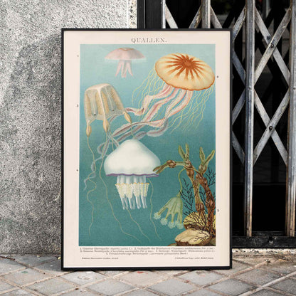 Colorful jellyfish illustration and poster in aquatic surroundings marine life artwork titled Jellyfish by The Institute of Liepzig, framed and displayed in home decor