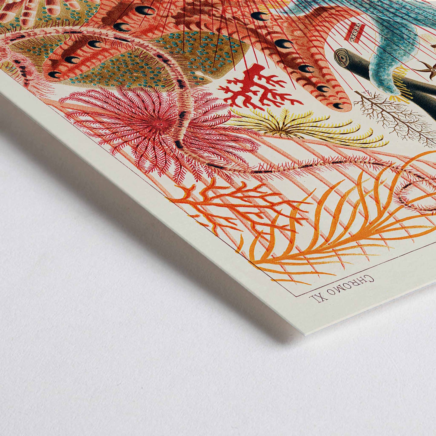 Closeup detail of Colorful poster of Great Barrier Reef echinoderms by William Saville-Kent from The Great Barrier Reef of Australia