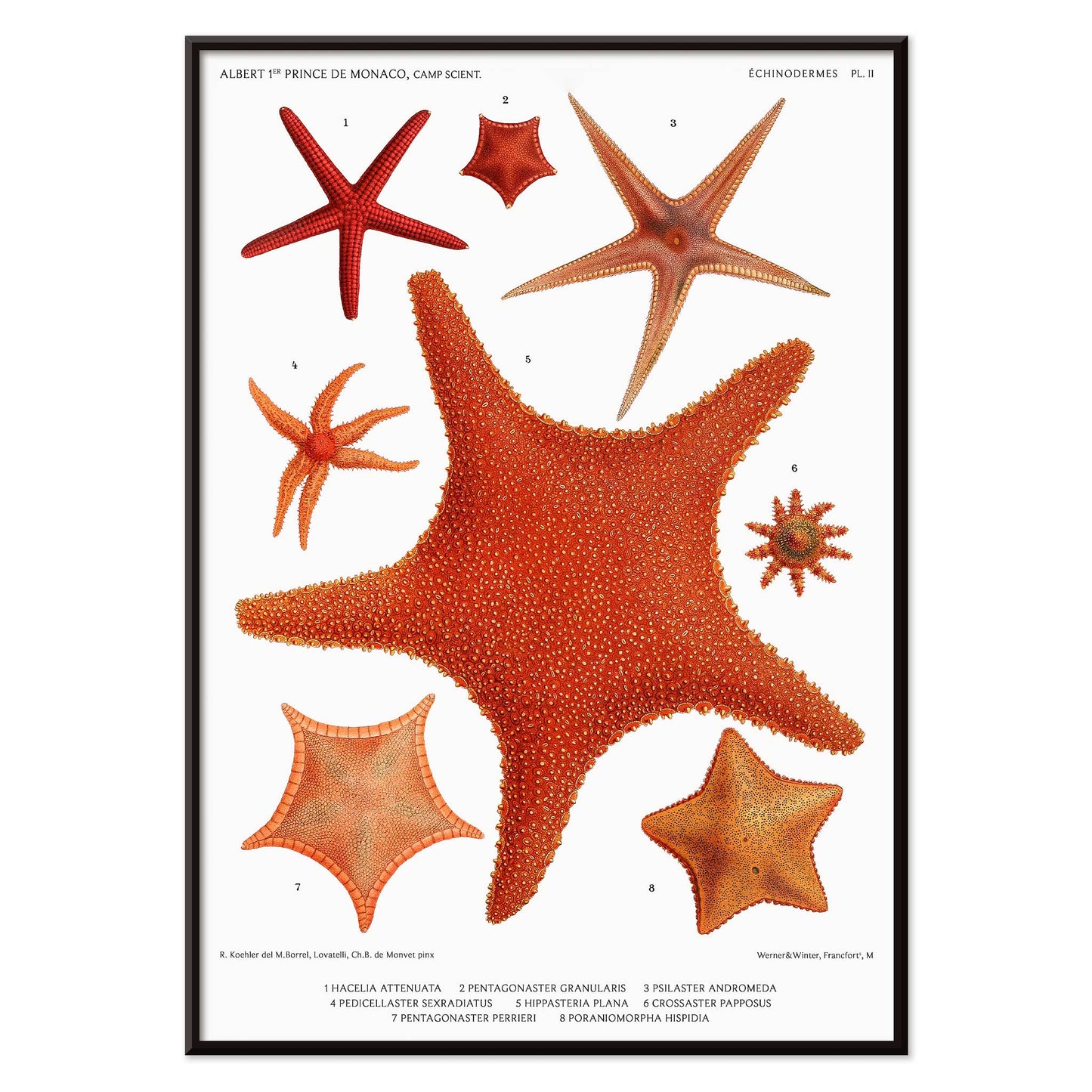 Starfish varieties illustration poster by Albert I Prince of Monaco from Resultats des Campagnes Scientifiques featuring detailed scientific drawings, with black aluminium frame on white background
