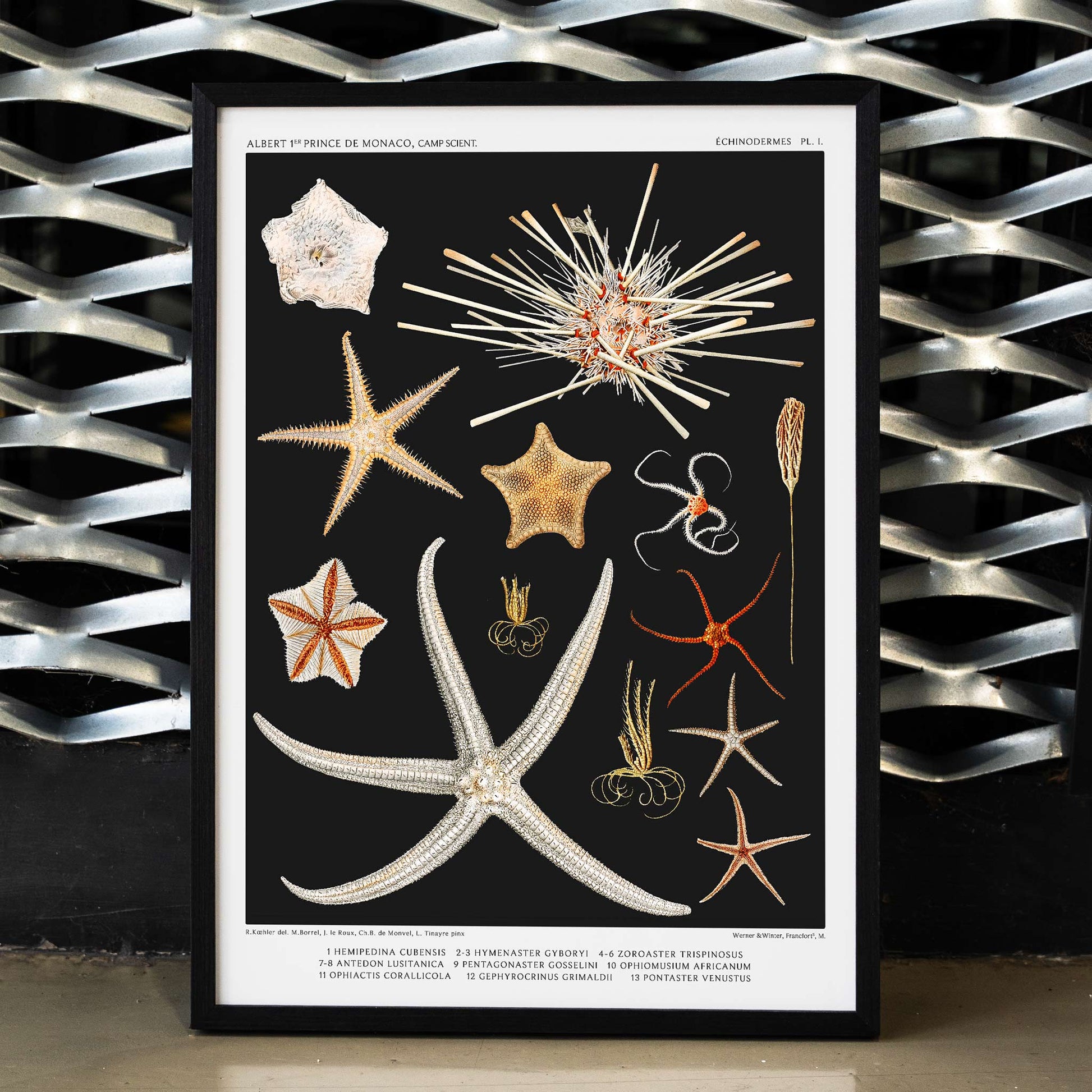 Starfish varieties illustration and poster by Albert I Prince of Monaco from the artwork Resultats des Campagnes Scientifiques, framed and displayed in modern living room decor