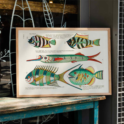 Colorful and surreal illustrations of Moluccas fishes by Louis Renard from Histoire naturelle des plus rares curiositez poster, framed and displayed in modern living room decor