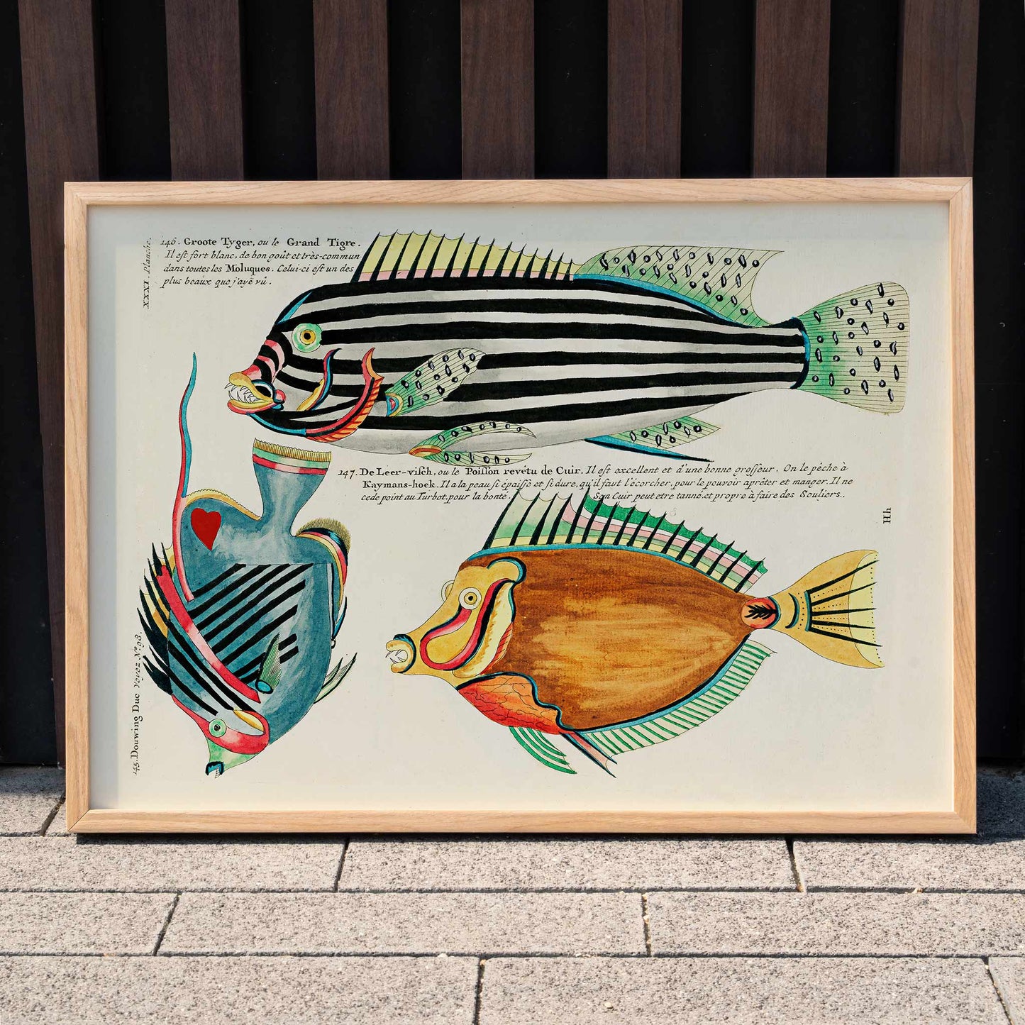 Colourful surreal illustrations of Moluccas and East Indies fishes by Louis Renard from Histoire naturelle des plus rares curiositez de la mer des Indes vibrant aquatic life poster, framed and displayed in home decor