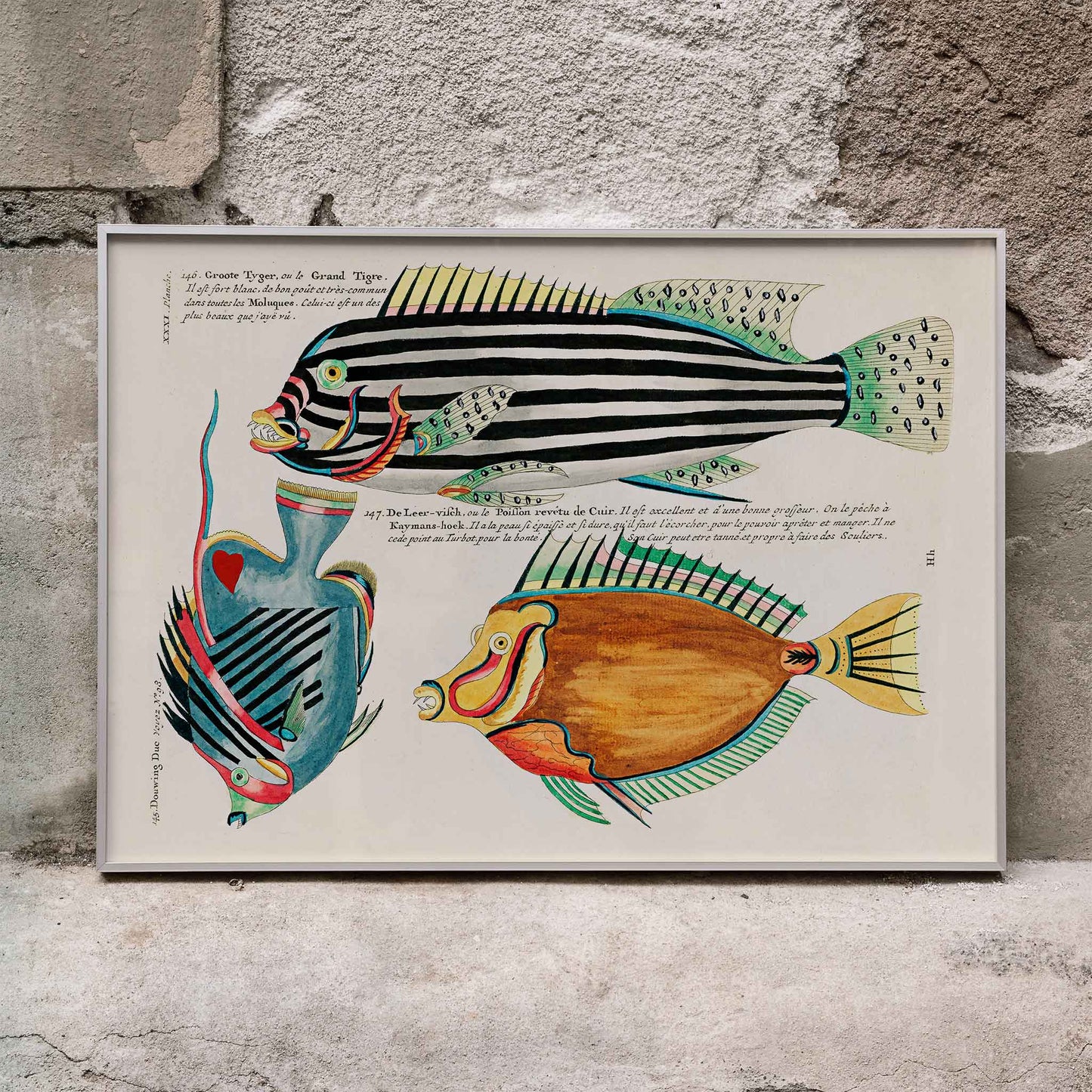 Colourful surreal illustrations of Moluccas and East Indies fishes by Louis Renard from Histoire naturelle des plus rares curiositez de la mer des Indes vibrant aquatic life poster, framed and displayed in modern living room decor