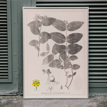 Botanical illustration poster of Hypericum Androsaemum by Louis Antoine Cusin from Herbier de la Flore Francaise Plate 117, framed and displayed in home decor