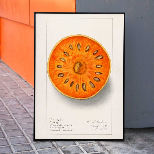 Botanical illustration of sliced orange bael fruit Aegle Marmelos by Ellen Isham Schutt artwork poster, framed and displayed in home decor
