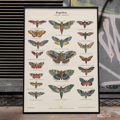 Colorful vintage illustration and detailed poster of night butterfly species by Ernst Frohlich, framed and displayed in modern living room decor