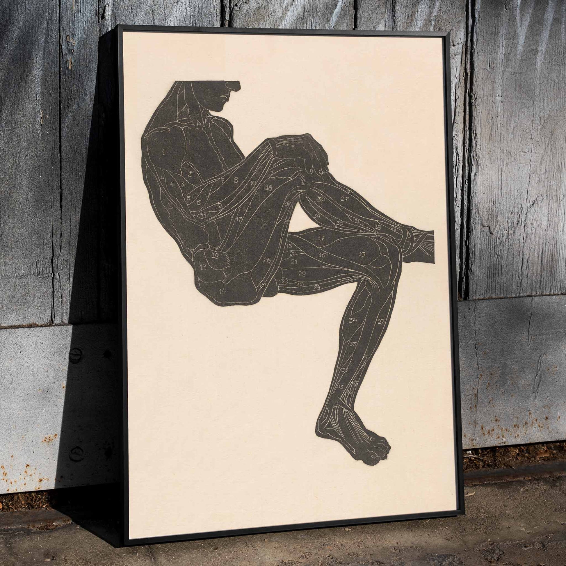 Anatomical illustration of human leg muscles in a seated figure poster by Reijer Stolk, framed and displayed in home decor