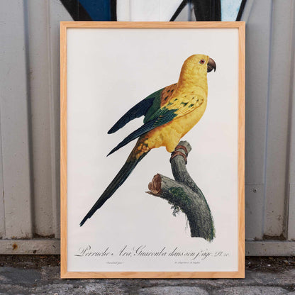 Colorful Sun Parakeet perched on branch illustration by Francois Levaillant from Natural History of Parrots artwork poster, framed and displayed in home decor