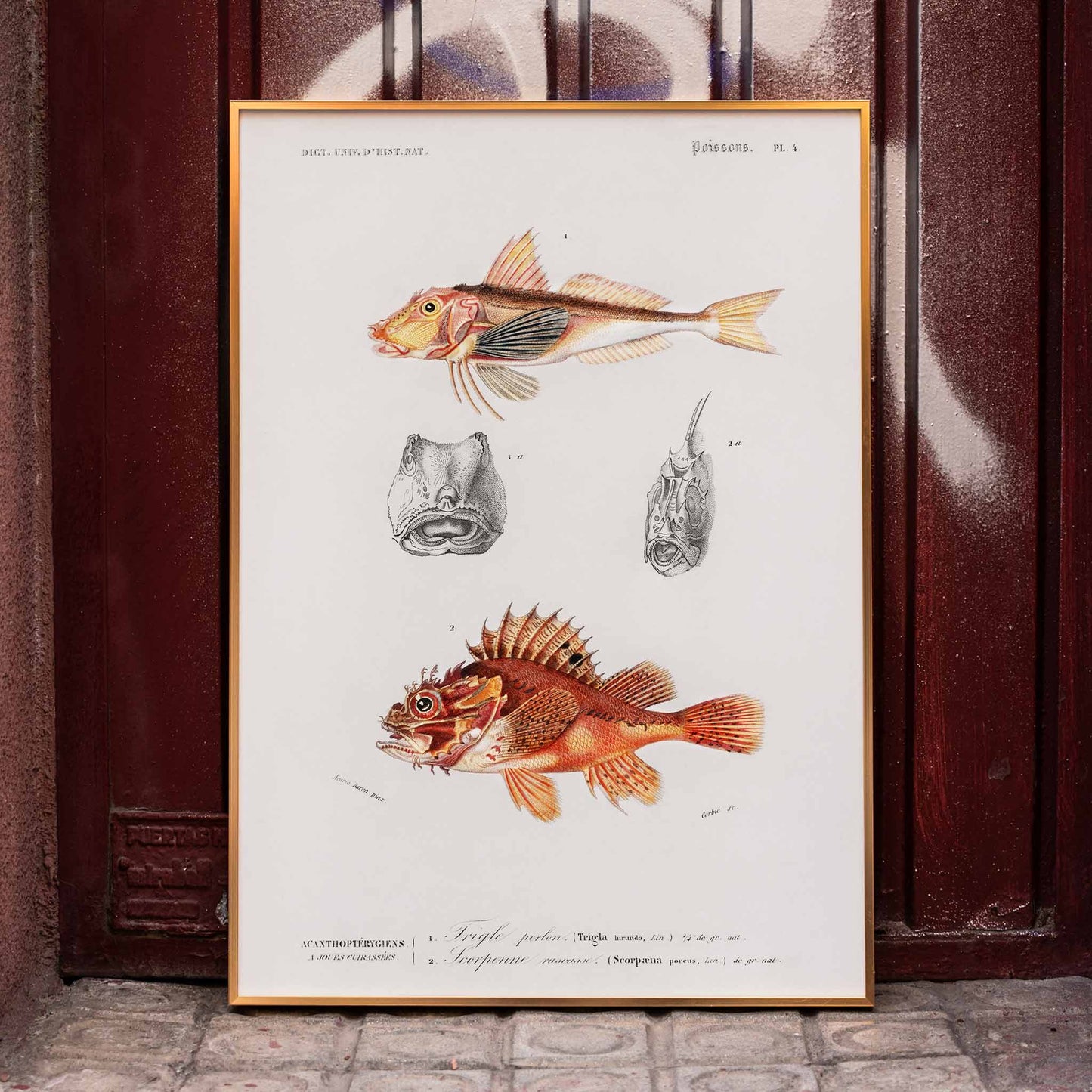 Colorful fish illustrations and detailed head studies poster featuring different types of fishes by Charles Dessalines D Orbigny artwork, framed and displayed in home decor