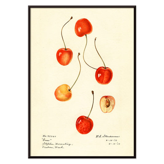 Prunus avium cherry painting by Royal Charles Steadman titled Cass poster featuring cherry illustrations, with black aluminium frame on white background