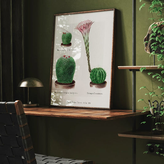 Botanical illustration and poster of Rainbow Pincushion cactus Easter lily Mammilaria nivea Mammilaria fulvispina Echinopsis Zuccariniana and other cacti from Familie Der Cacteen, framed and displayed in home decor