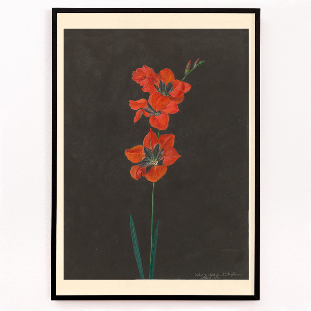 Closeup detail of Vibrant red lily flower illustration by F L Hoffmann botanical artwork on dark background wall decor poster