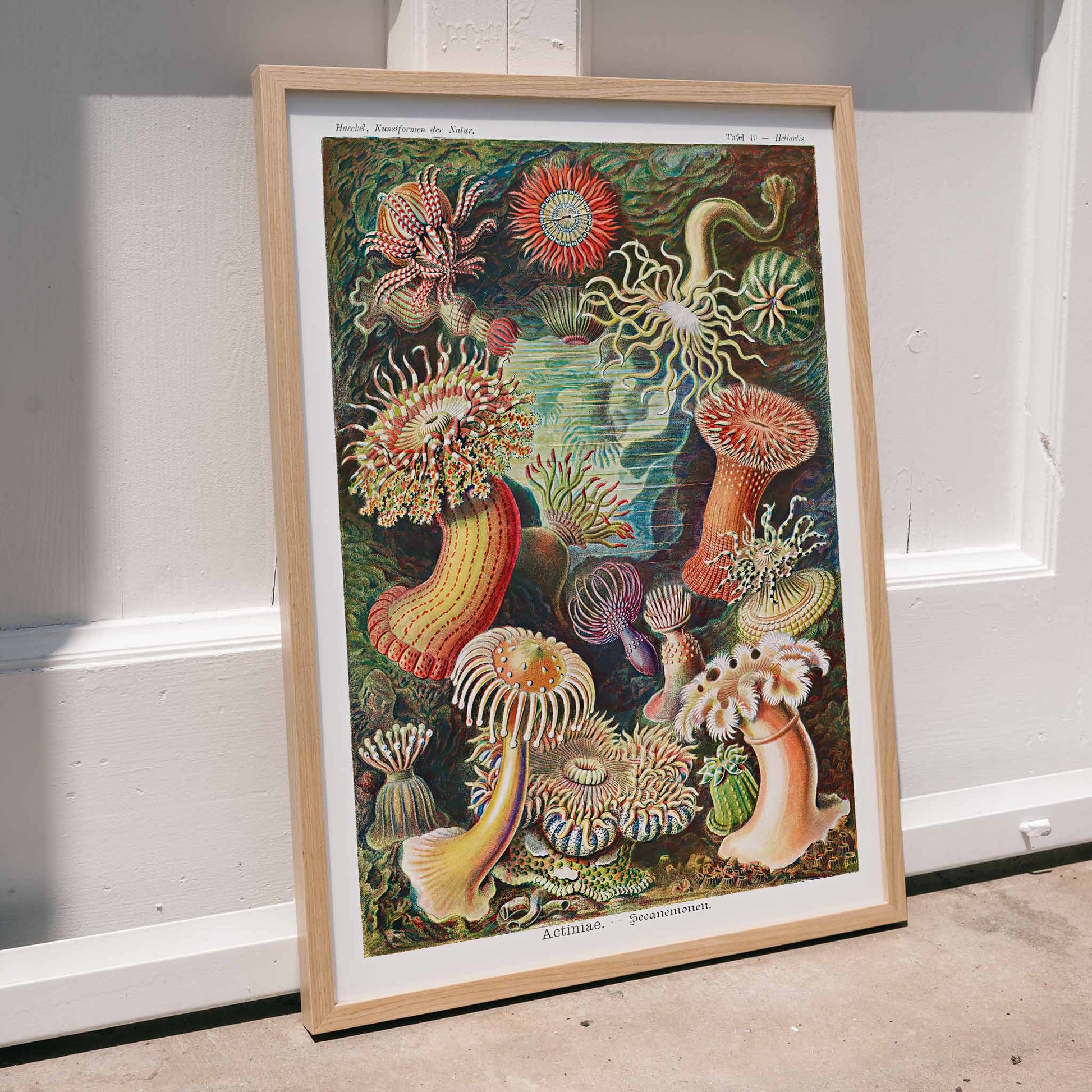 Colorful sea anemones underwater illustration and poster in various shapes and sizes from Actiniae Seeanemonen by Ernst Haeckel, framed and displayed in modern living room decor