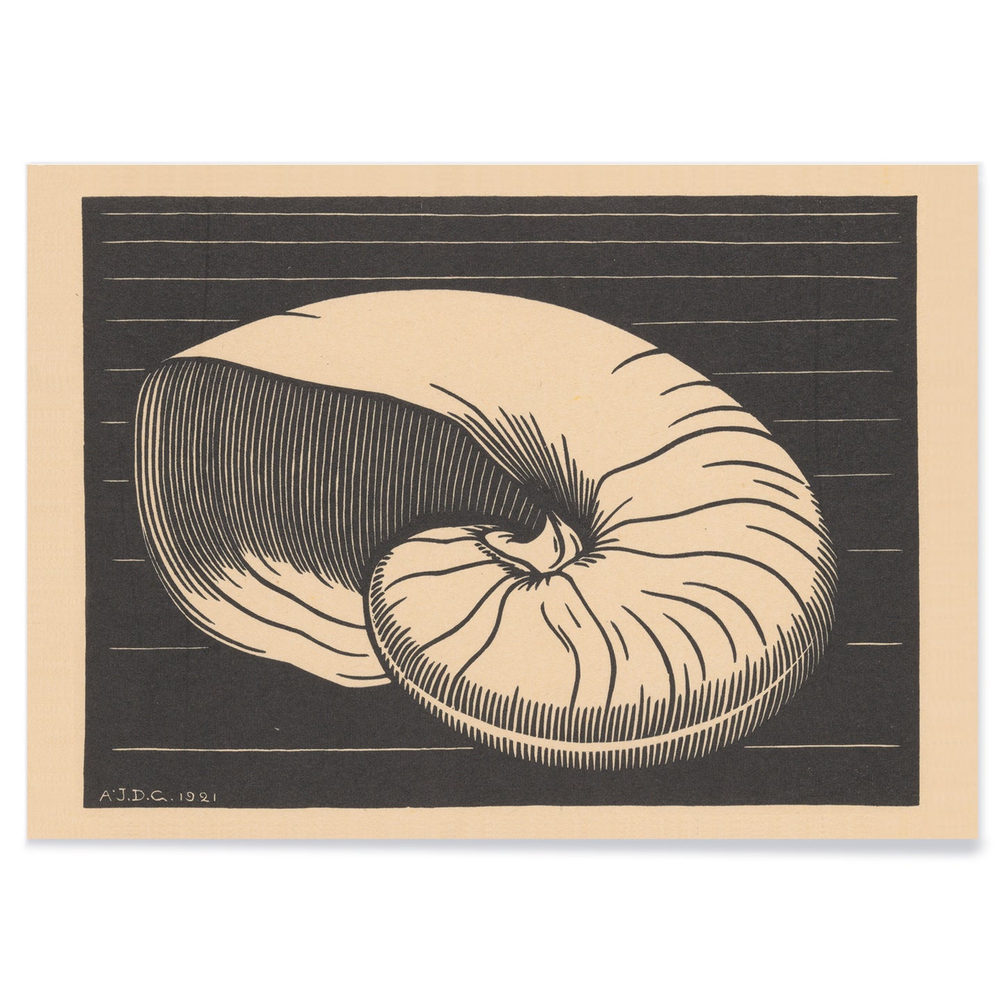 Black and white and beige shell illustration by Julie de Graag linocut artwork poster perfect for art and nature lovers, with black aluminium frame on white background