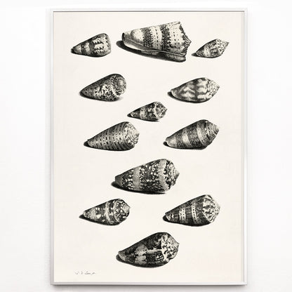 Closeup detail of Detailed poster illustration of twelve different snail shells from various species artwork by Jacob de Later