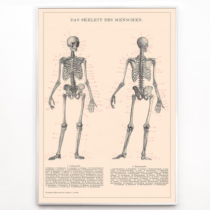 Closeup detail of Detailed anatomical drawing and poster of human skeleton by Institute of Liepzig with labeled bones and scientific details