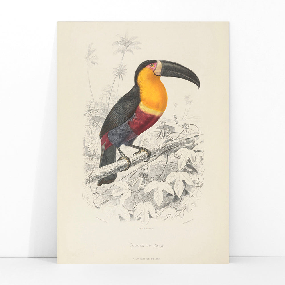 Colorful Toucan du Para perched on a branch poster artwork by Georges Louis Leclerc, framed and displayed in modern living room decor