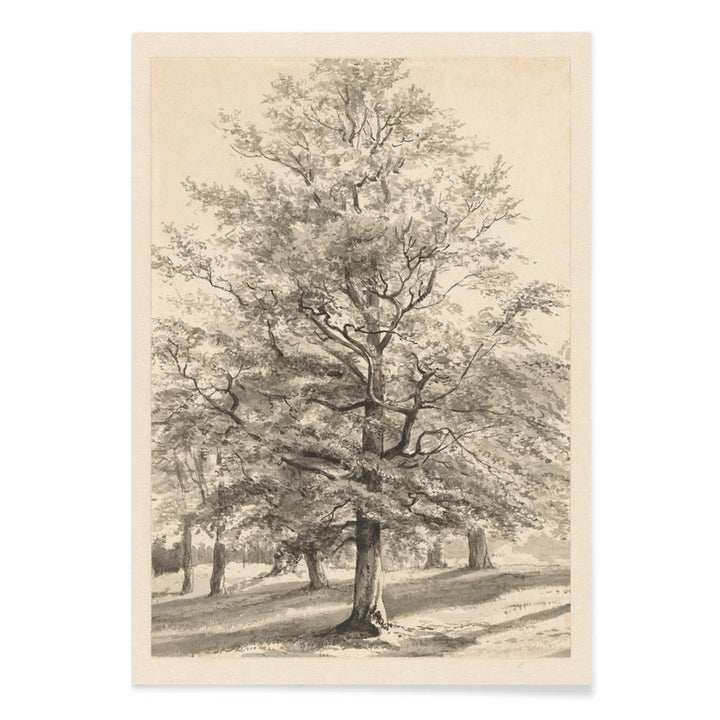 Detailed drawing of a large tree in a sunlit natural landscape titled Big Tree by Cornelis Steffelaar poster, with black aluminium frame on white background