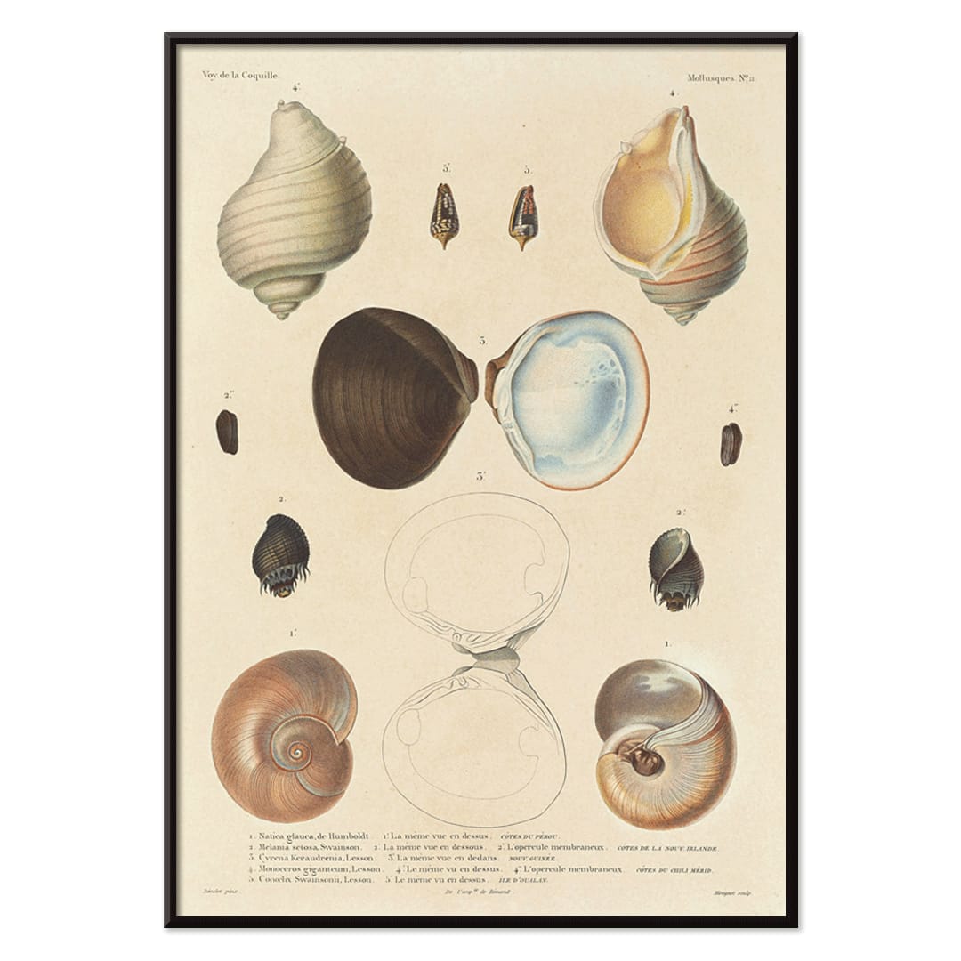 Sea shell illustrations and poster of various sea shells by Louis Isidore Duperrey from Voyage autour du monde Plate 056, with black aluminium frame on white background