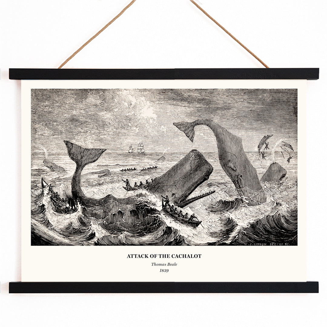 Sperm whale and cachalot attacking fishing boats illustration from The Natural History of the Sperm Whale by Thomas Beale, with wooden magnetic frame on white background