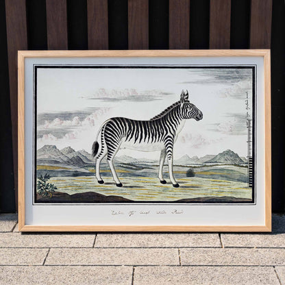 Mountain zebra in a scenic landscape artwork titled Equus zebra Mountain Zebra by Robert Jacob Gordon poster, framed and displayed in modern living room decor